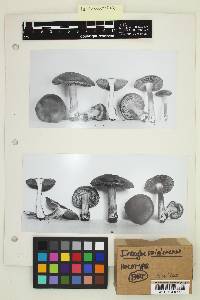 Inocybe rainierensis image