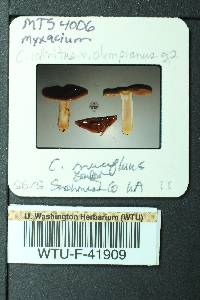 Cortinarius mucifluus image