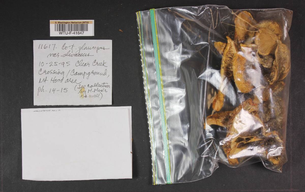 Cortinarius glaucopus var. olivaceus image