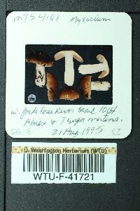 Cortinarius mucifluus image