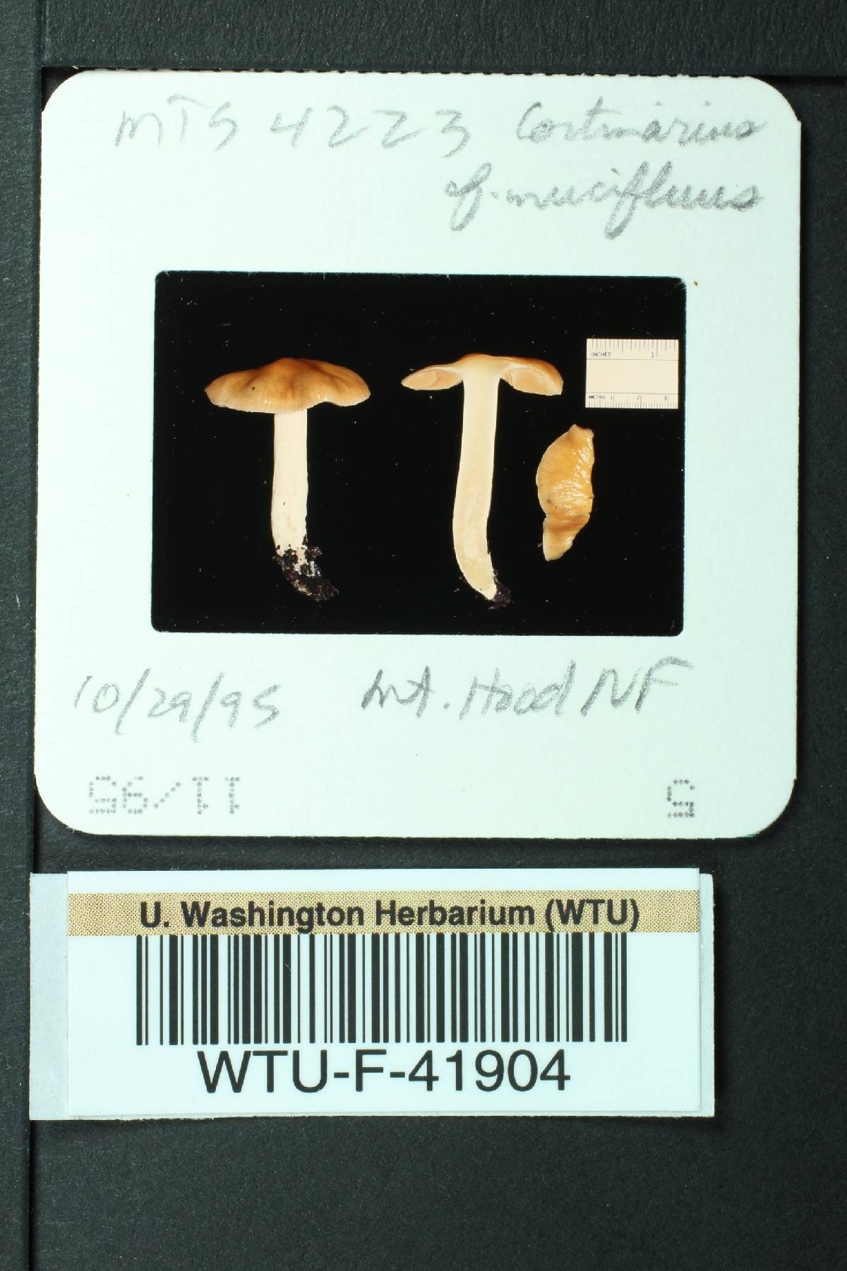 Cortinarius mucifluus image