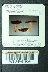 Cortinarius mucifluus image