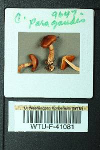 Cortinarius paragaudis image