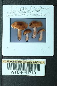 Cortinarius mucifluus image