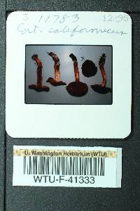 Cortinarius californicus image