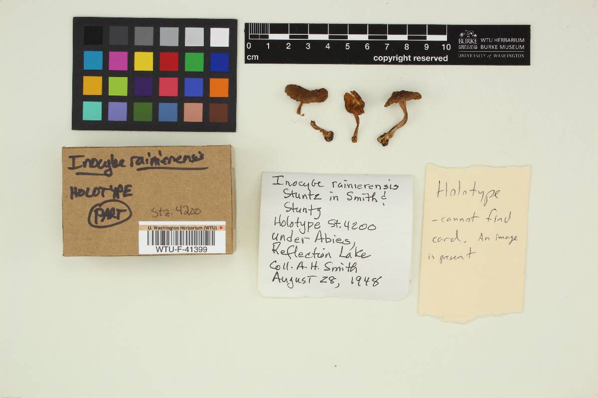Inocybe rainierensis image