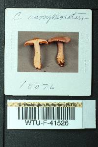 Cortinarius camphoratus image