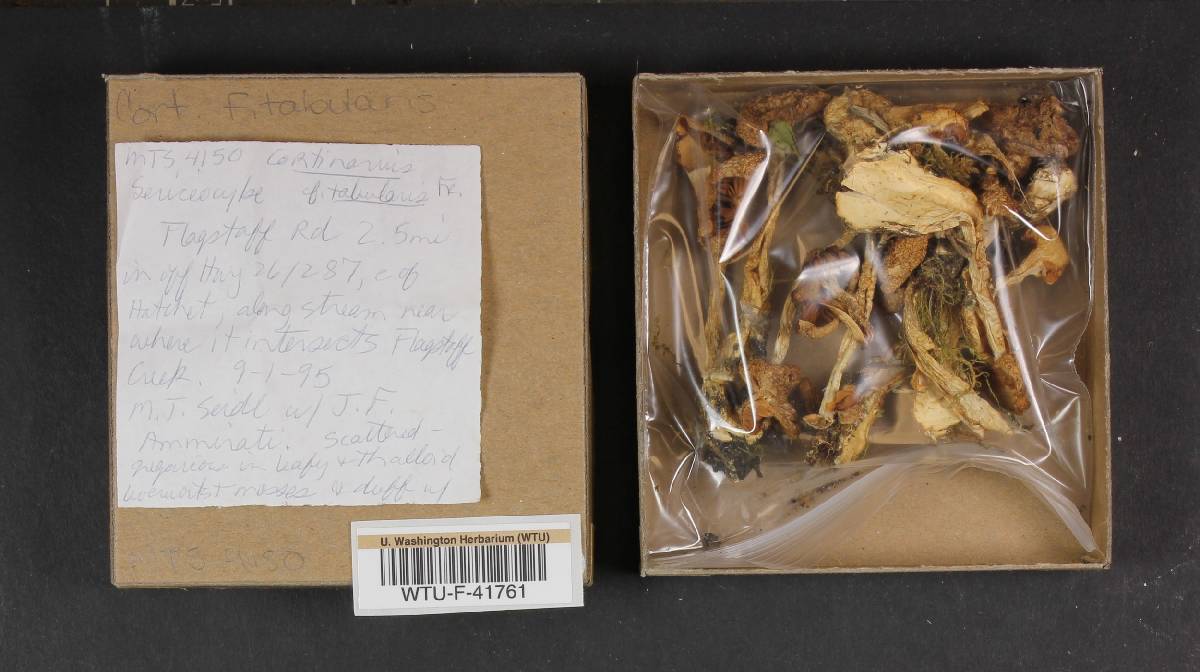 Cortinarius tabularis image