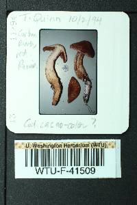 Cortinarius cacaocolor image