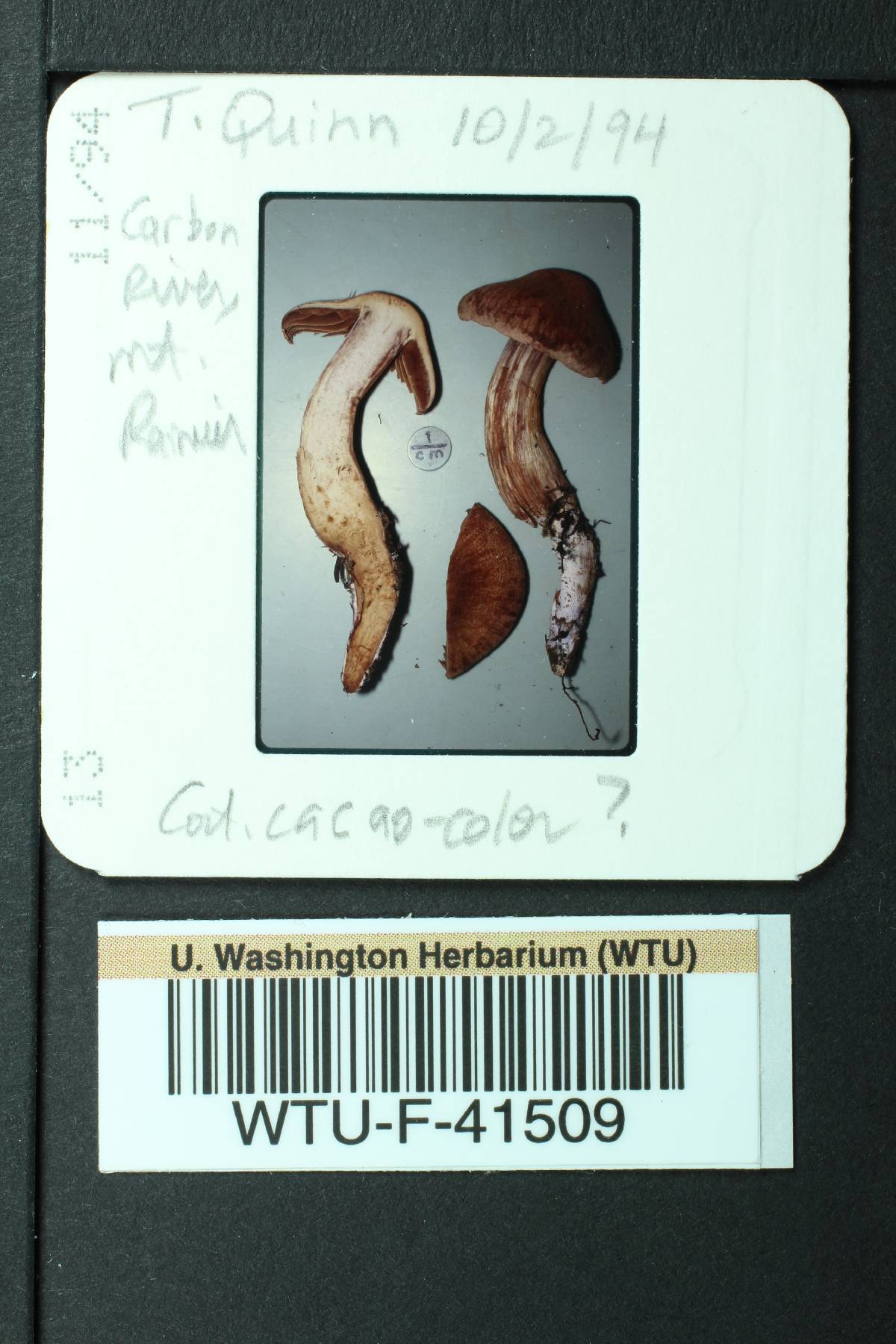 Cortinarius cacaocolor image