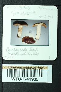 Cortinarius mucifluus image