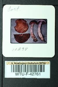 Cortinarius brunneotinctus image