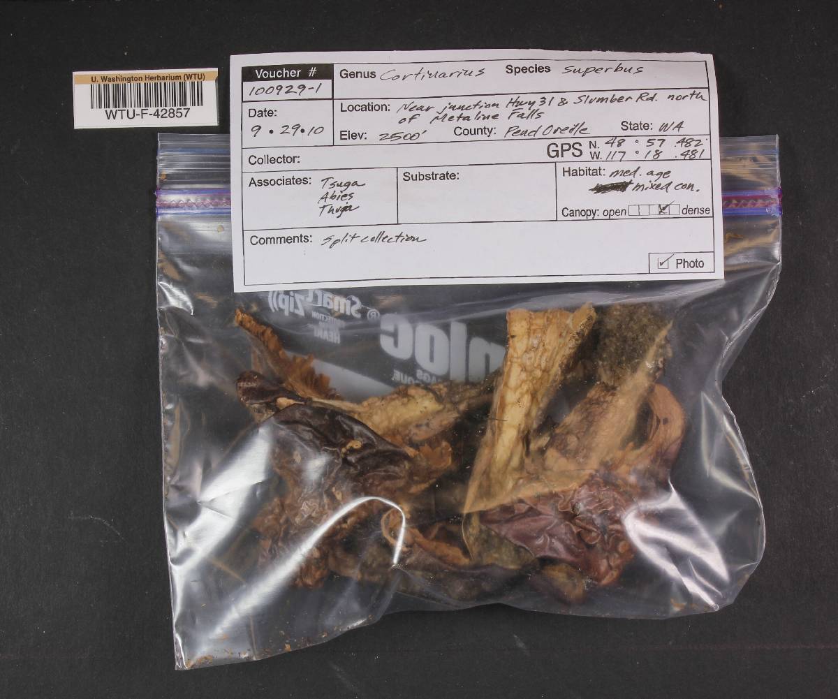 Cortinarius superbus image