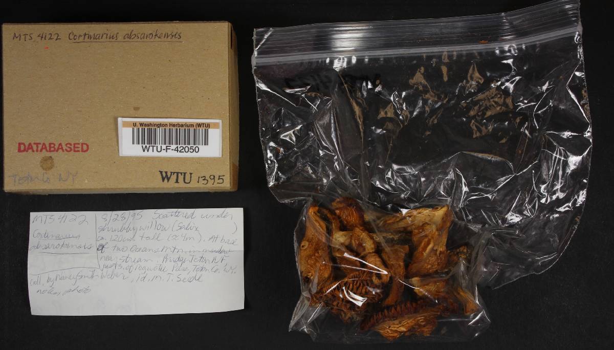 Cortinarius absarokensis image