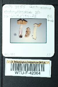 Cortinarius vanduzerensis image