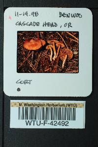 Cortinarius obtusus image