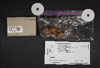 Cortinarius semisanguineus image