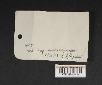 Cortinarius semisanguineus image