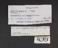 Cortinarius pseudosalor image