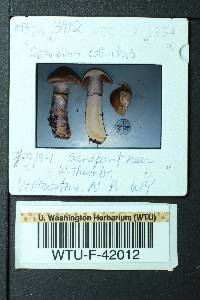 Cortinarius collinitus image