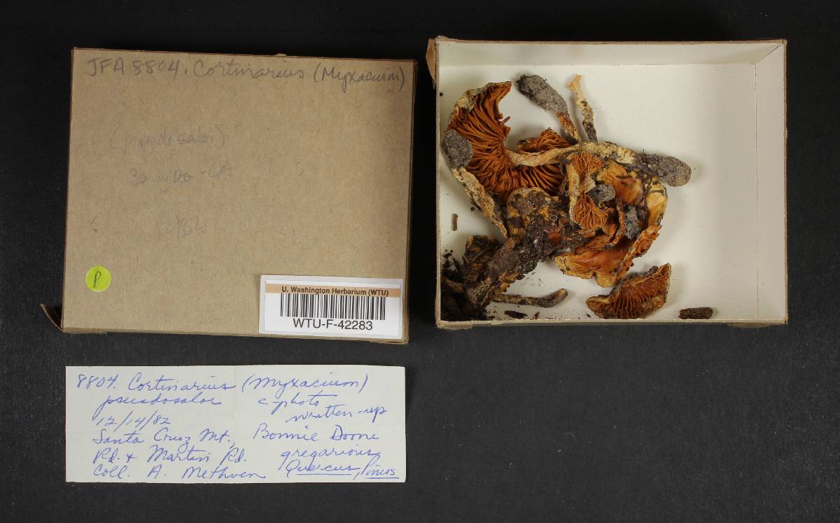 Cortinarius pseudosalor image