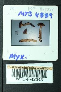 Cortinarius vernicosus image