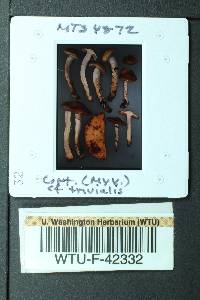 Cortinarius trivialis image