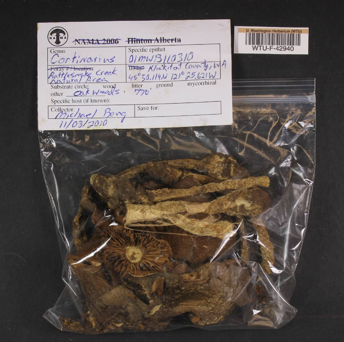 Cortinarius brunneofibrillosus image