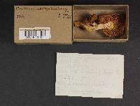 Cortinarius collinitus image