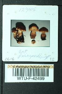 Cortinarius paragaudis image