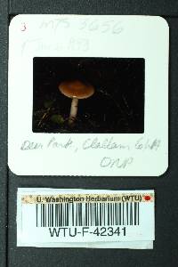 Cortinarius vernicosus image