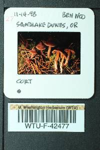 Cortinarius obtusus image