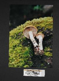 Cortinarius variosimilis image