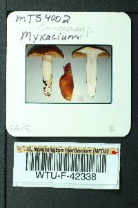 Cortinarius mucosus image