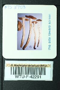 Cortinarius vernicosus image