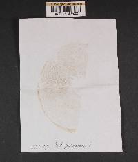 Cortinarius percomis image