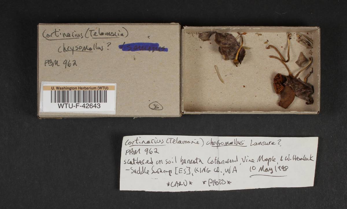 Cortinarius saniosus image