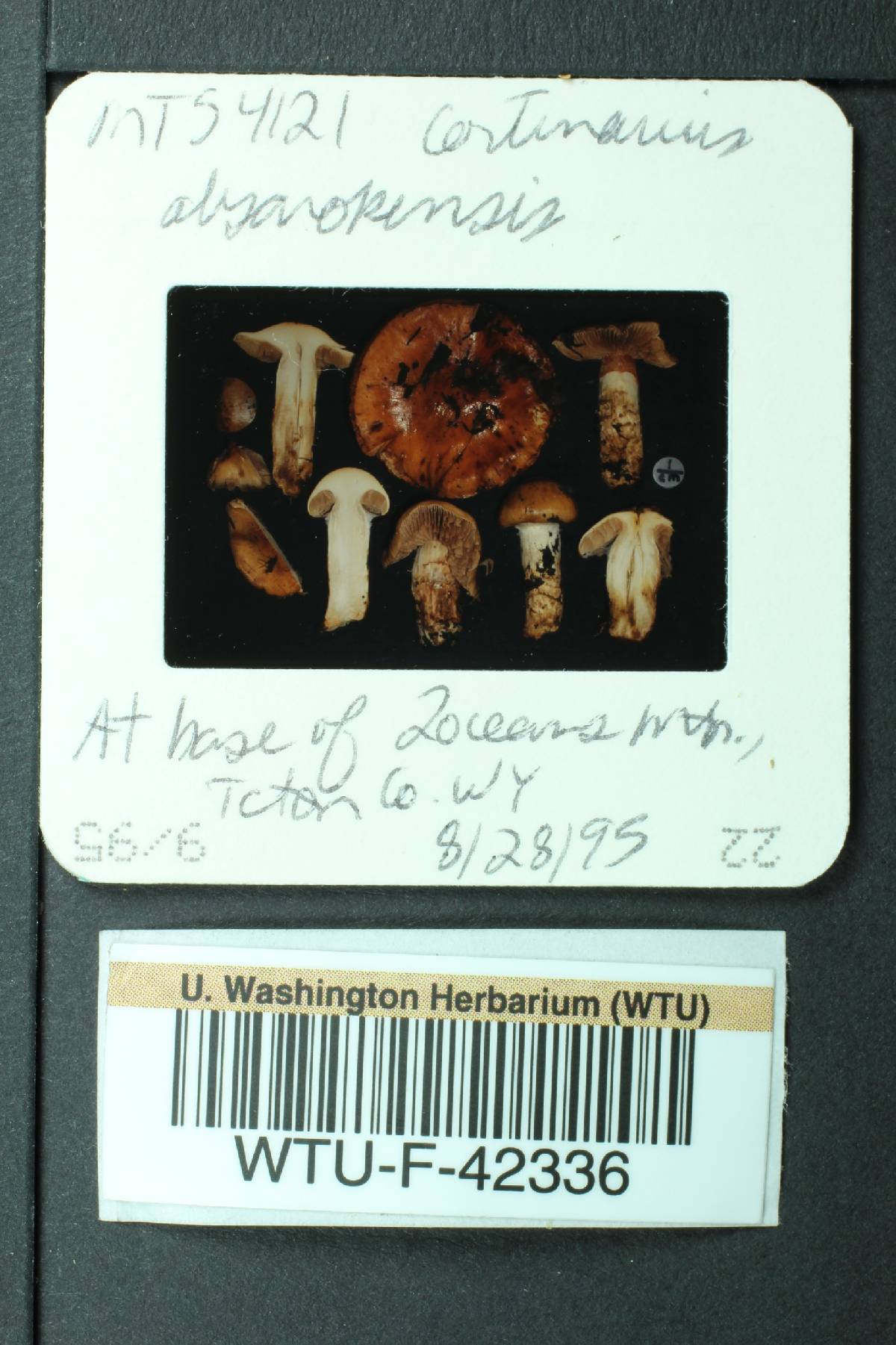 Cortinarius absarokensis image