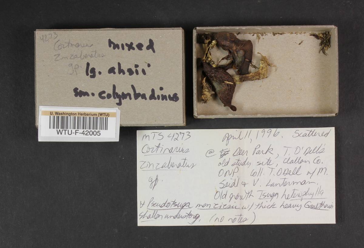 Cortinarius colymbadinus image