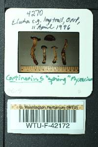 Cortinarius vernicosus image