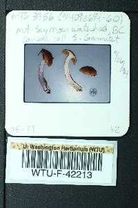 Cortinarius vanduzerensis image