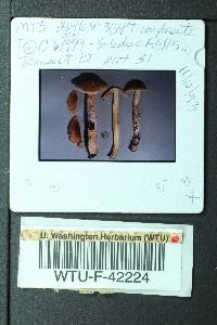 Cortinarius vanduzerensis image