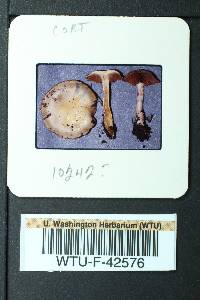 Cortinarius delibutus image