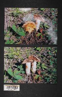 Cortinarius mucifluus image