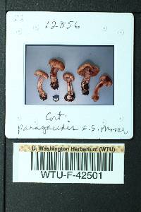 Cortinarius paragaudis image