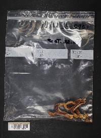 Cortinarius mucifluus image