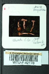 Cortinarius vernicosus image