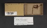 Cortinarius croceus image