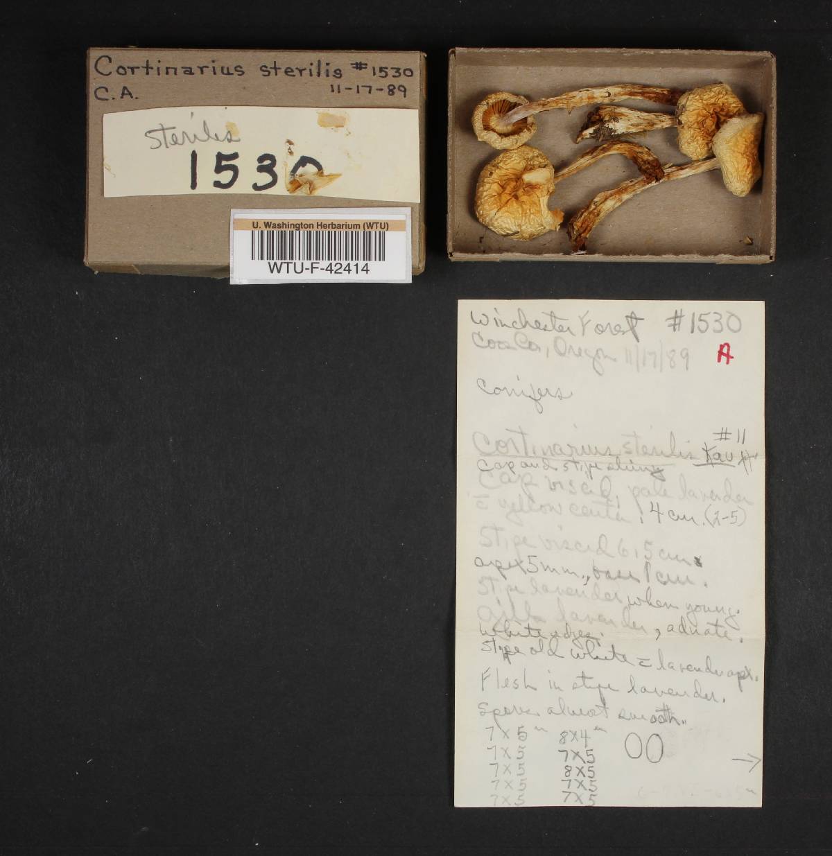 Cortinarius sterilis image