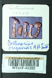 Cortinarius oregonensis image